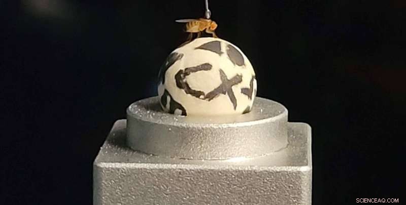 The Science of Fruit Fly Olfaction: How Drosophila Detects CO₂ to Find Food and Avoid Crowding