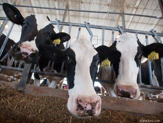Fungal Enzyme Supplements Significantly Increase Milk Yield and Quality in Dairy Cows