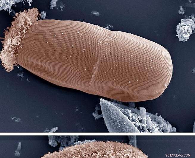 Fungal Enzyme Supplements Significantly Increase Milk Yield and Quality in Dairy Cows
