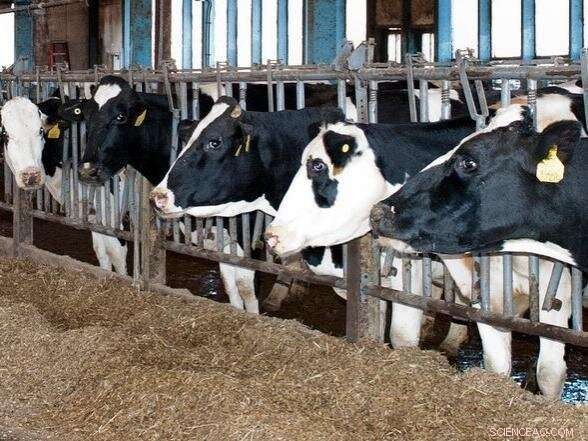 Fungal Enzyme Supplements Significantly Increase Milk Yield and Quality in Dairy Cows