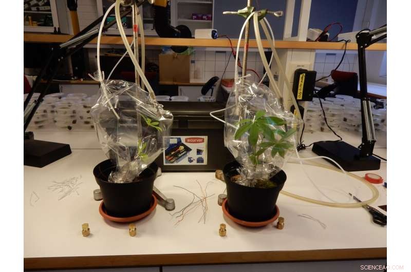 How Soil Microbiota Accelerate Invasive Plant Growth and Shield Them from Herbivores