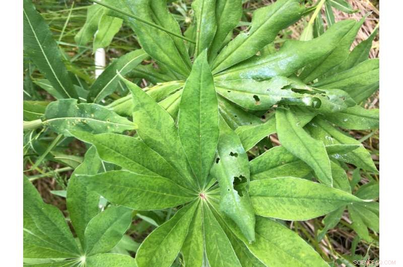 How Soil Microbiota Accelerate Invasive Plant Growth and Shield Them from Herbivores