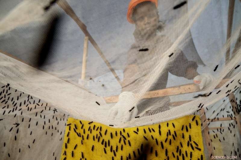 Black Soldier Flies: Uganda’s Innovative Solution to Fertilizer Shortages