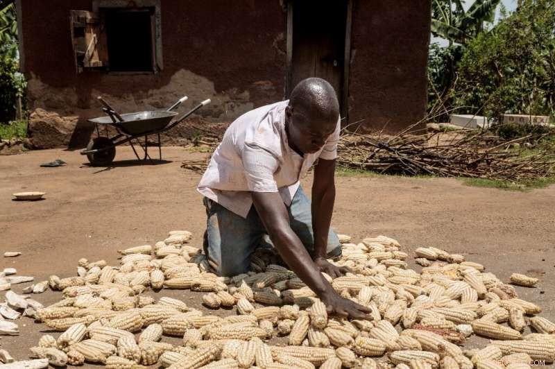 Black Soldier Flies: Uganda’s Innovative Solution to Fertilizer Shortages