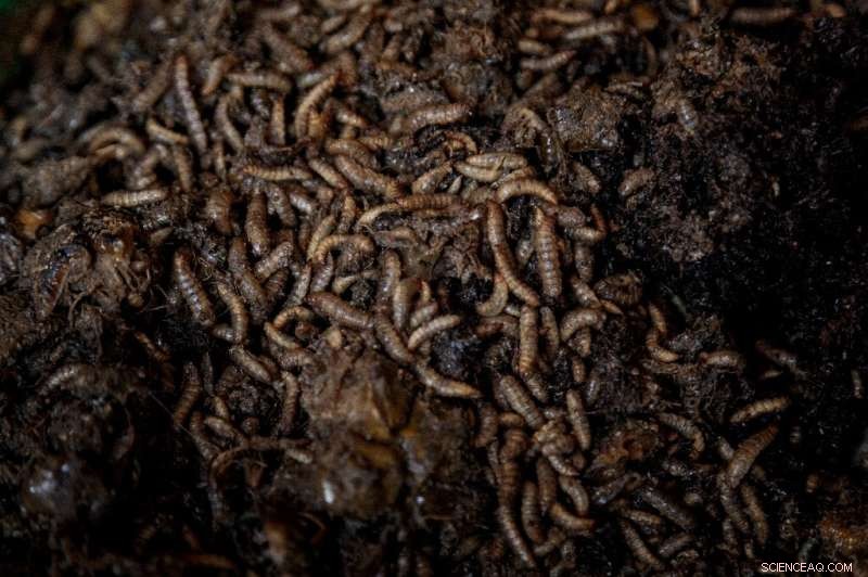 Black Soldier Flies: Uganda’s Innovative Solution to Fertilizer Shortages