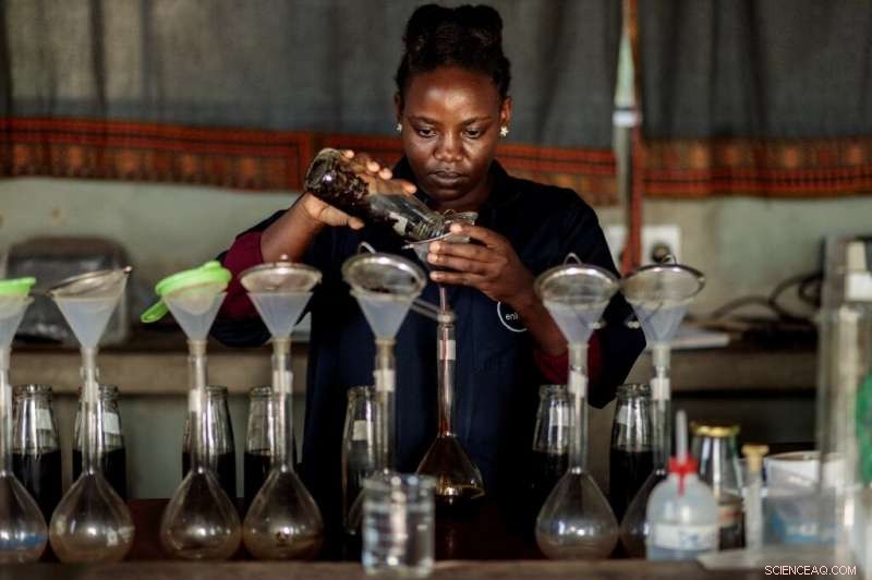 Black Soldier Flies: Uganda’s Innovative Solution to Fertilizer Shortages