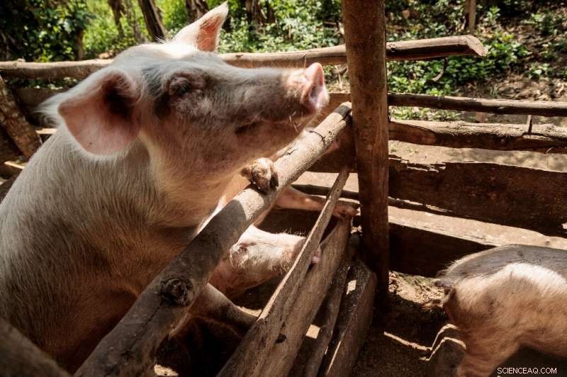 Black Soldier Flies: Uganda’s Innovative Solution to Fertilizer Shortages