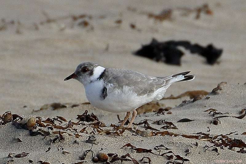 Using Dog Urine to Shield Hooded Plover Nests from Predators