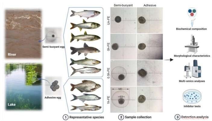 Unveiling the Molecular Drivers Behind Spawning Behaviors and Adaptive Radiation in East Asian Cyprinid Fishes