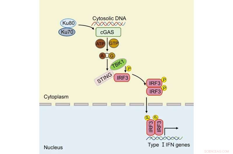 New Study Reveals Ku Proteins as Key Co-Sensors for cGAS in Immune Defense