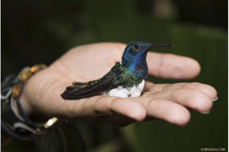 Female Hummingbirds Mimic Males to Avoid Aggression—A Remarkable Evolutionary Adaptation