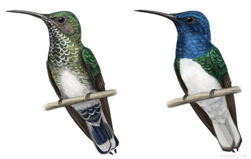 Female Hummingbirds Mimic Males to Avoid Aggression—A Remarkable Evolutionary Adaptation