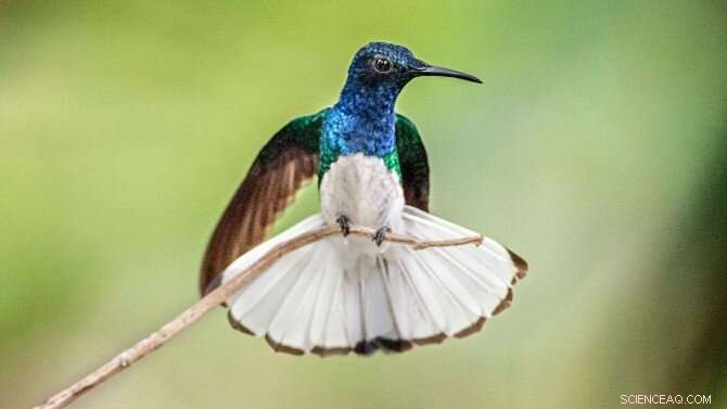 Female Hummingbirds Mimic Males to Avoid Aggression—A Remarkable Evolutionary Adaptation