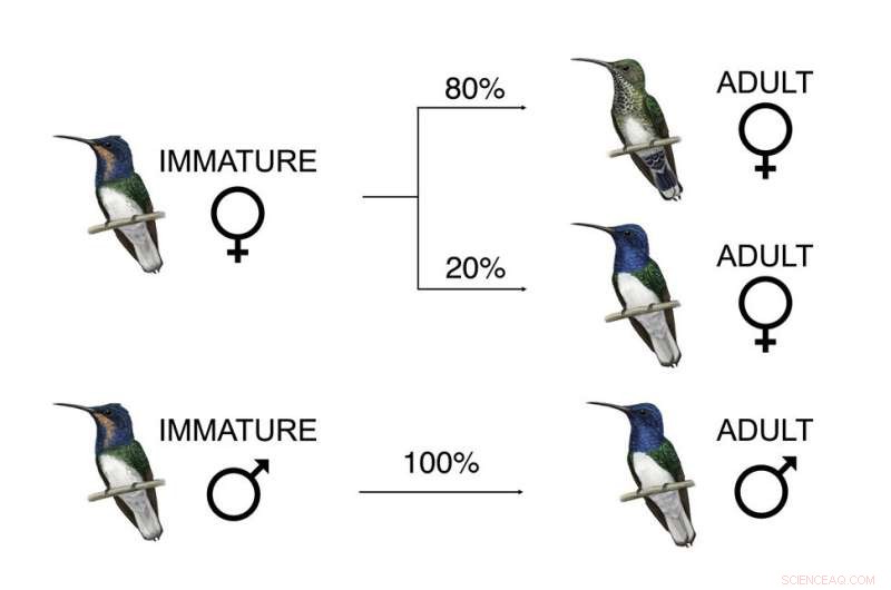 Female Hummingbirds Mimic Males to Avoid Aggression—A Remarkable Evolutionary Adaptation