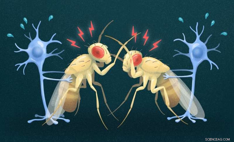 Salk Institute Discovers Gene That Suppresses Aggression in Fruit Flies