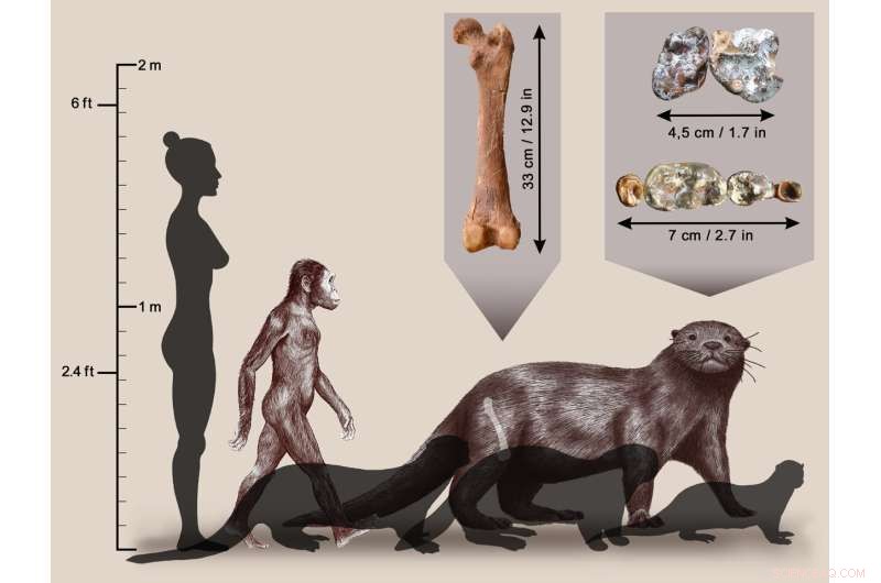 Scientists Discover Lion‑Sized Otter Fossil in Ethiopia