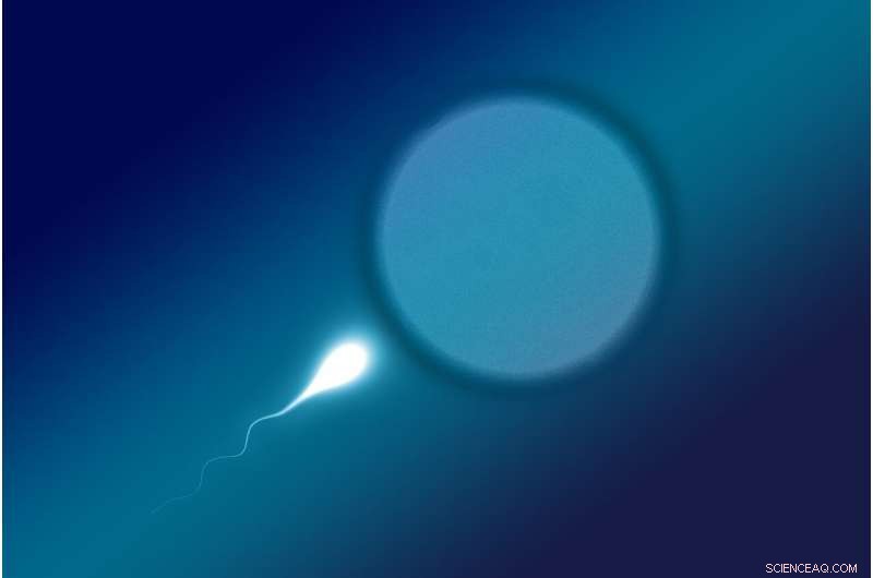 New Protein MAIA May Unlock Sperm‑Egg Fusion and Enhance Fertility Treatments