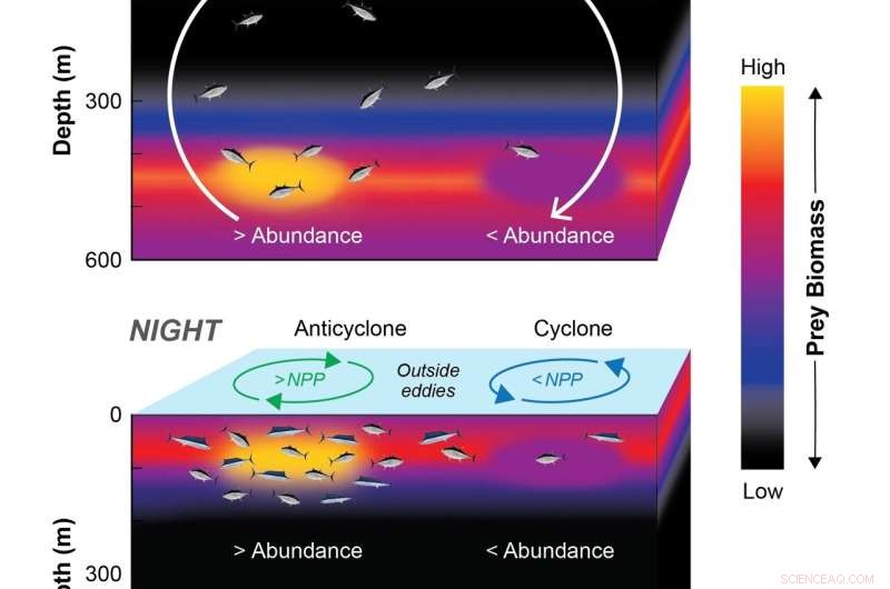 Marine Predators Locate Food Hotspots in Oceanic Deserts