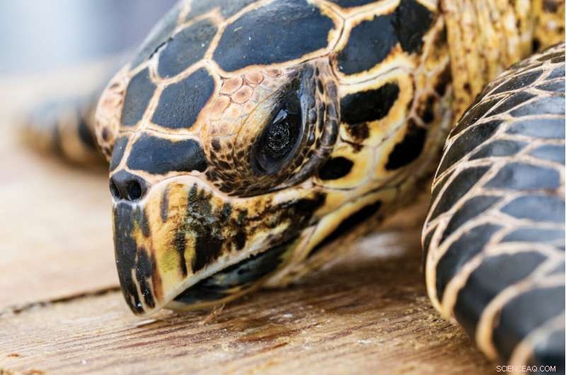 Study Reveals Over 1.1 Million Sea Turtles Poached in Last 30 Years