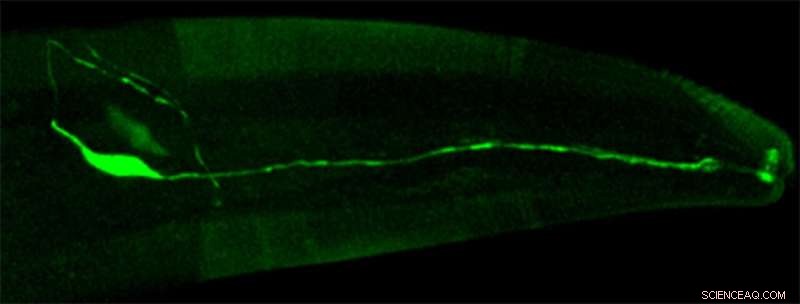How Environment and Internal State Integrate to Drive Behavior: Insights from a Simple Animal Model