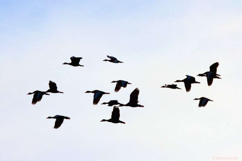 Study Links Mercury Pollution to Higher Bird Flu Risk in Ducks