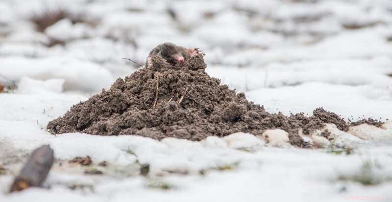 European Moles Reduce Size by 11% in Winter to Save Energy