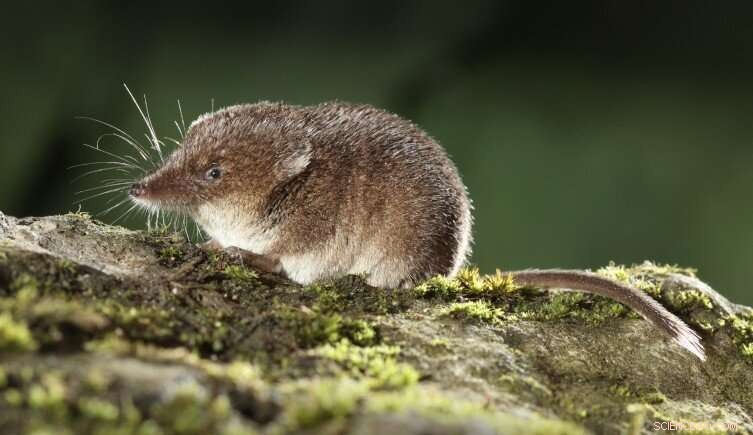 European Moles Reduce Size by 11% in Winter to Save Energy