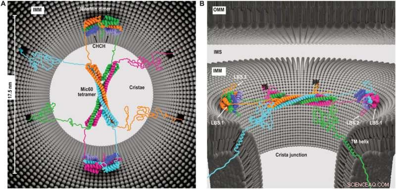 New Study Uncovers Key Mitochondrial Complex Vital to Cellular Energy Production