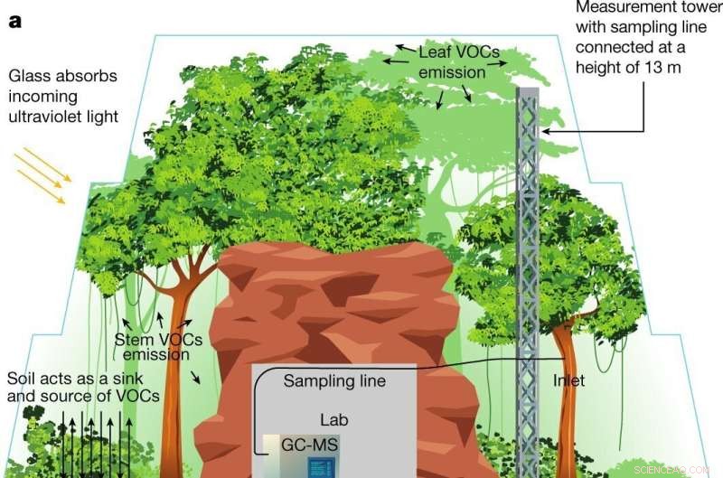 Mirror-Image Molecules Reveal Drought Stress in Forests