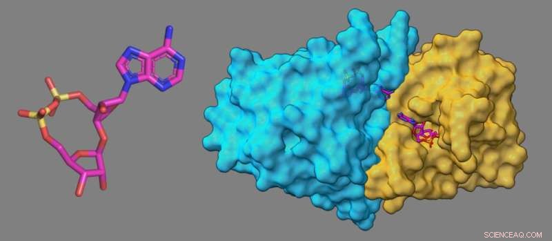 Griffith University Discovers Bacterial  Jekyll and Hyde  Molecule Key to Immune Defense