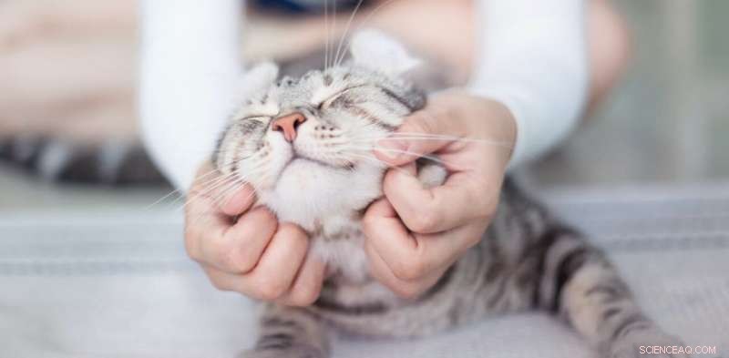 How to Know If Your Cat Truly Loves You: 4 Science-Backed Signs