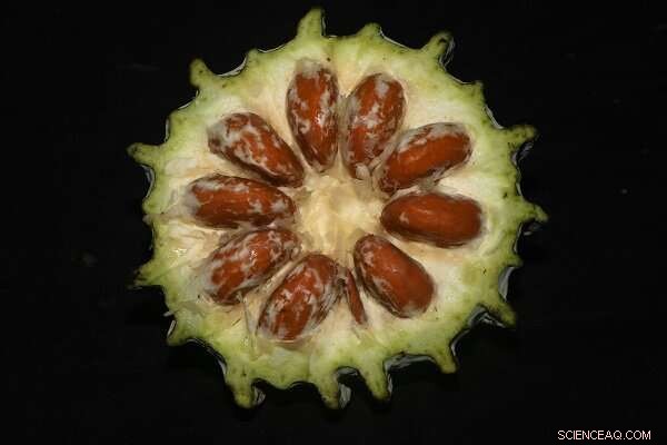 Discovery of New Liana Species in Tibet: Expanding the Hodgsonia Genus