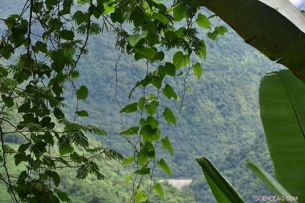 Discovery of New Liana Species in Tibet: Expanding the Hodgsonia Genus