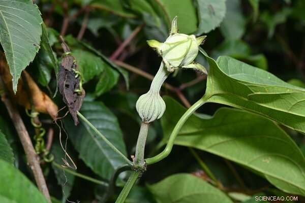 Discovery of New Liana Species in Tibet: Expanding the Hodgsonia Genus