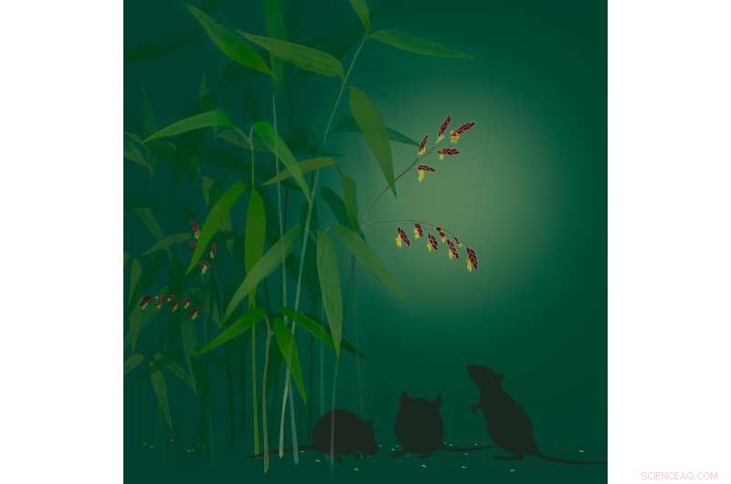 120-Year Dwarf Bamboo Masting Sparks Surge in Japanese Field Mouse Populations