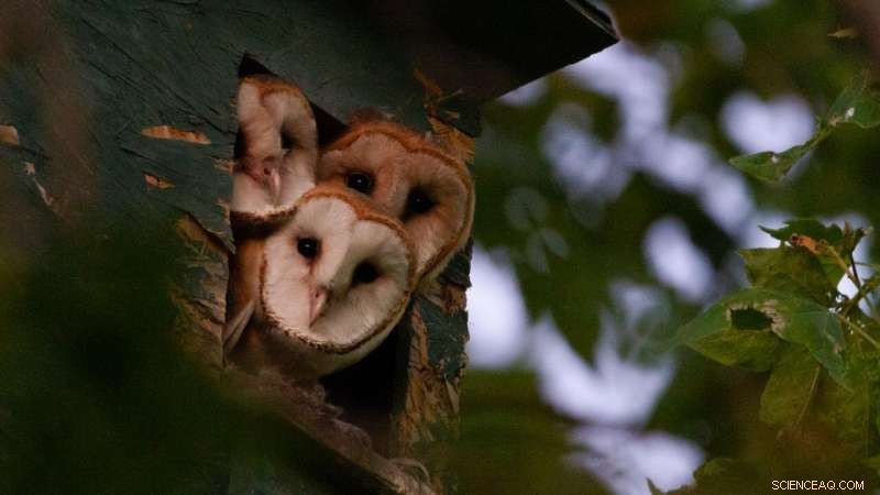 Why Fall Is the Ideal Season for Cleaning Barn Owl Nest Boxes