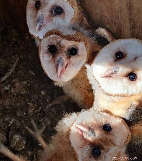 Why Fall Is the Ideal Season for Cleaning Barn Owl Nest Boxes