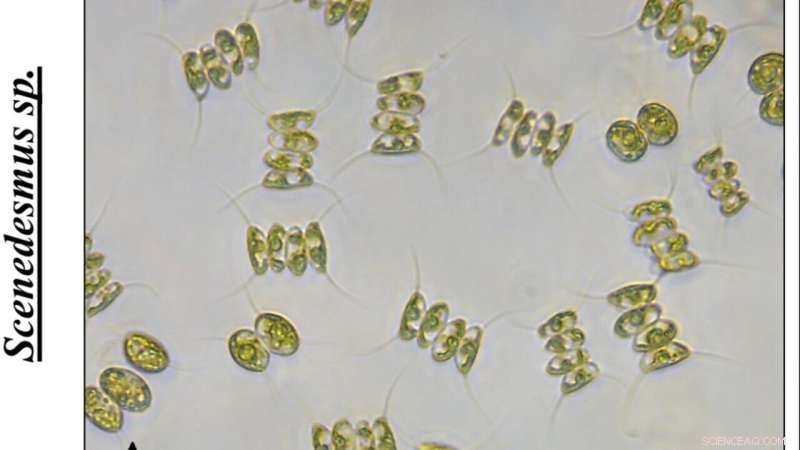 Nordic Microalgae Cleanse Seawater and Yield High-Value Carotenoids