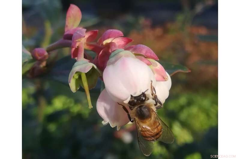 Local Honey Bees Boost Blueberry Yields in South Africa