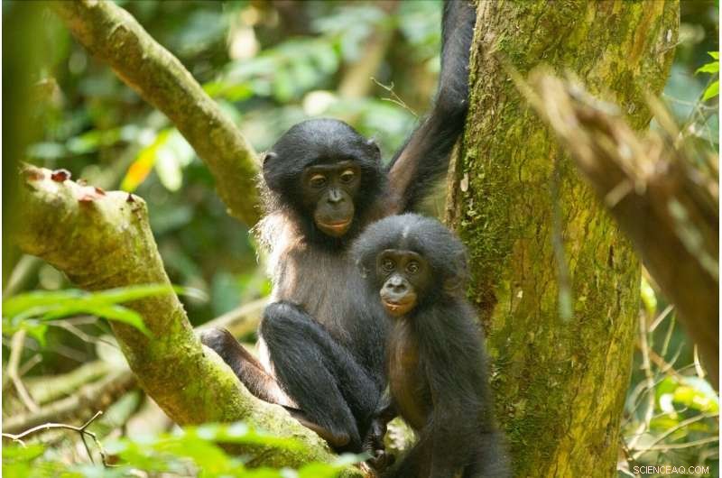 The Arrival of a Younger Sibling Provokes Long‑Lasting Stress in Young Bonobos