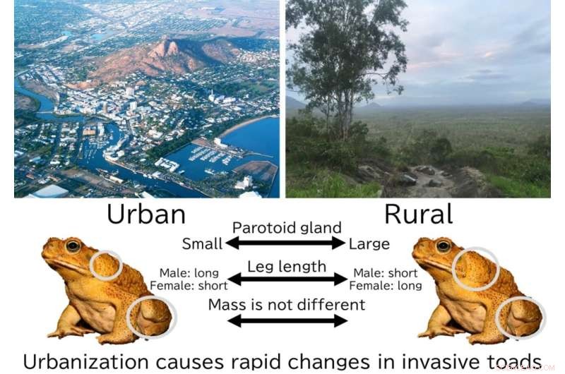 Urbanization Drives Morphological Shifts in Invasive Toads