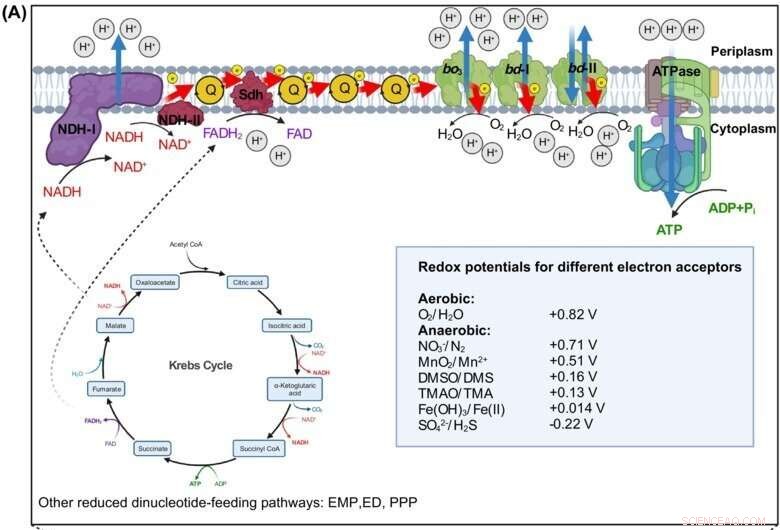 How Energy Metabolism Drives Biofilm Formation in Bacteria: Key Insights