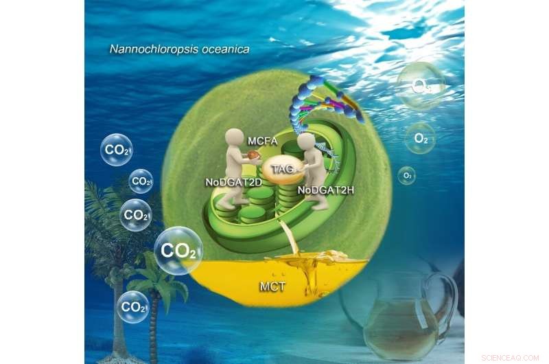 Engineering Industrial Microalgae for Health‑Beneficial Biological Oil Production