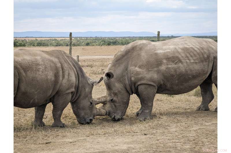 BioRescue Consortium Reports Creation of Five New Northern White Rhino Embryos