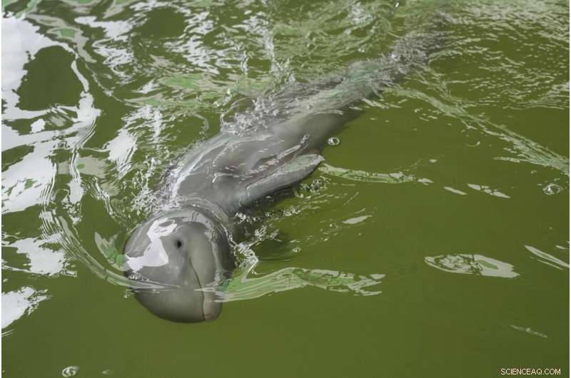 Rescued Irrawaddy Dolphin Calf Succumbs After Weeks of Intensive Care