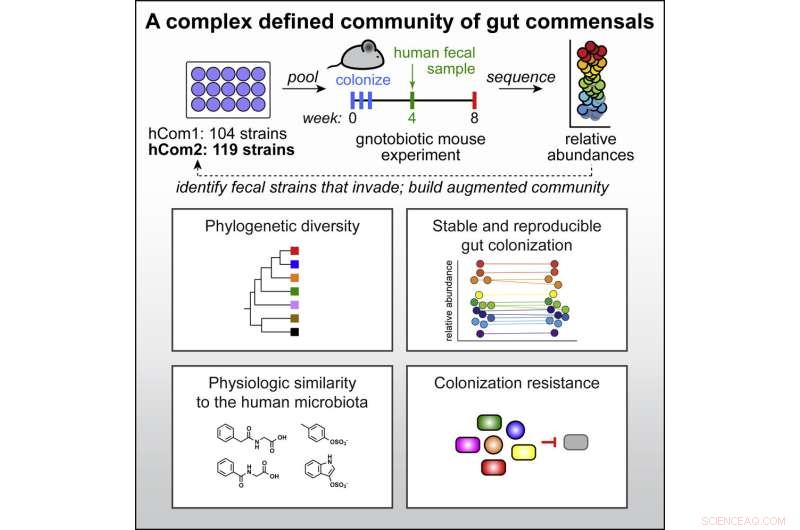 Scientists Build the Most Comprehensive Synthetic Microbiome Yet