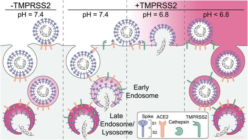 Researchers Capture Live Footage of SARS‑CoV‑2 Infecting Human Cells