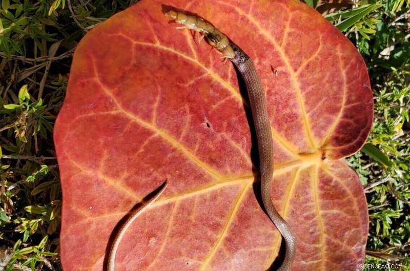 Rarest North American Snake Discovered in Florida Keys, Trapped by Giant Centipede