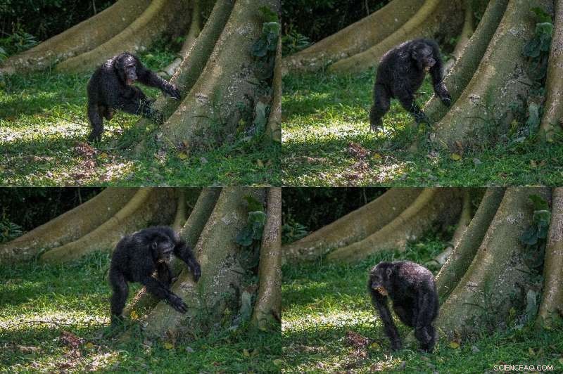 Chimpanzees Show Individual Drumming Styles on Tree Roots