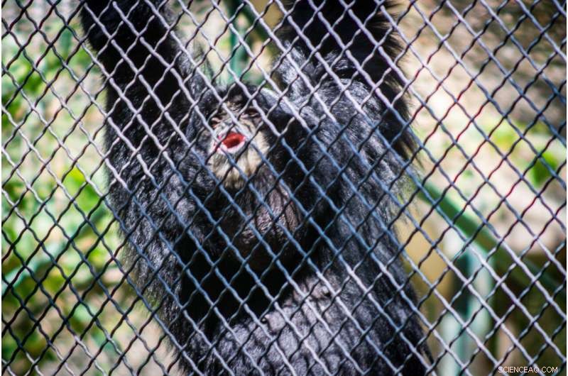 Study Finds Primates Altered Behavior During COVID-19 Zoo Closures